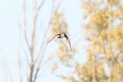 Falco columbarius