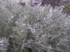 Artemisia schmidtiana