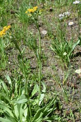 Senecio scorzonella