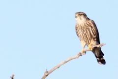 Falco columbarius