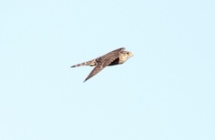 Falco columbarius