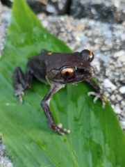 Leptobrachium hendricksoni
