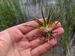 Isoetes lacustris