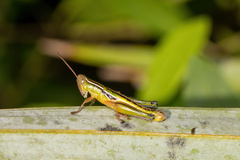 Aptenopedes rufovittata