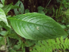 Pseuderanthemum alatum