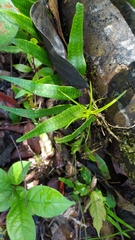 Microgramma lycopodioides