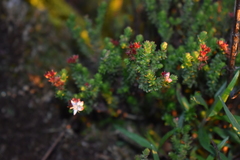 Sedum moranense
