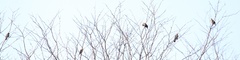 Euphagus carolinus