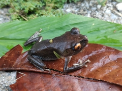 Leptobrachium hendricksoni