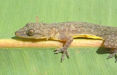 Hemidactylus garnotii