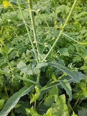 Brassica rapa