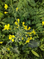 Brassica rapa
