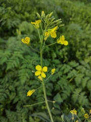 Brassica rapa