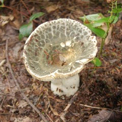 Russula crustosa