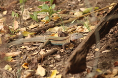 Aspidoscelis guttatus