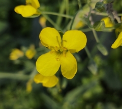 Brassica rapa