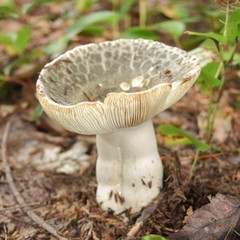 Russula crustosa