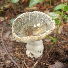 Russula crustosa