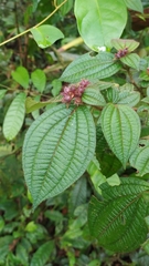 Miconia conglomerata