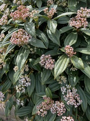 Viburnum davidii