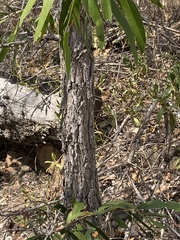 Acacia fasciculifera