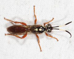 Cratichneumon w-album