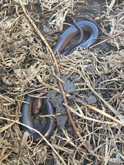Cryptophis boschmai