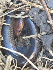 Cryptophis boschmai