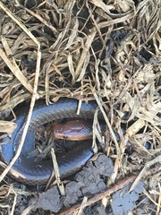 Cryptophis boschmai