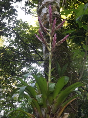 Tillandsia lucida