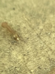 Temnothorax schaumii