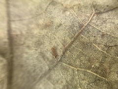 Temnothorax schaumii