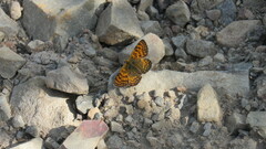 Nymphalidae