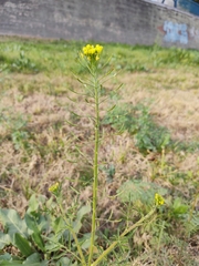 Descurainia erodiifolia