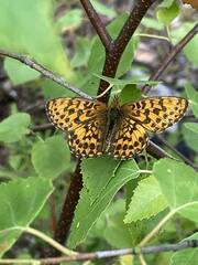Nymphalidae
