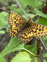 Nymphalidae
