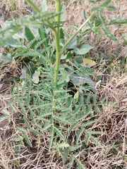 Descurainia erodiifolia