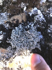 Stereocaulon vesuvianum