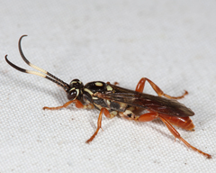 Cratichneumon w-album