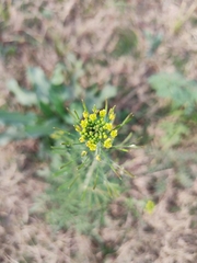 Descurainia erodiifolia