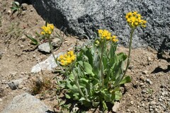 Senecio scorzonella