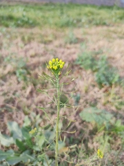 Descurainia erodiifolia