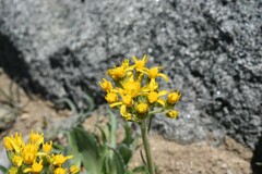 Senecio scorzonella
