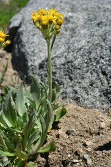 Senecio scorzonella