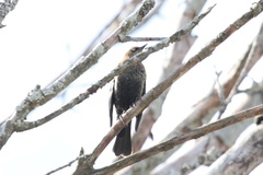 Euphagus carolinus