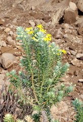Euryops tysonii