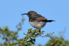 Cinnyris fuscus fuscus