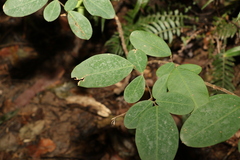 Grona nemorosa