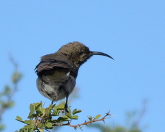 Cinnyris fuscus fuscus