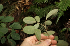 Grona nemorosa